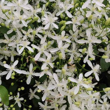 Climbing Vine Clematis Seeds – Flower Plant