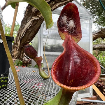 Pitcher Plant Seeds – Mustache