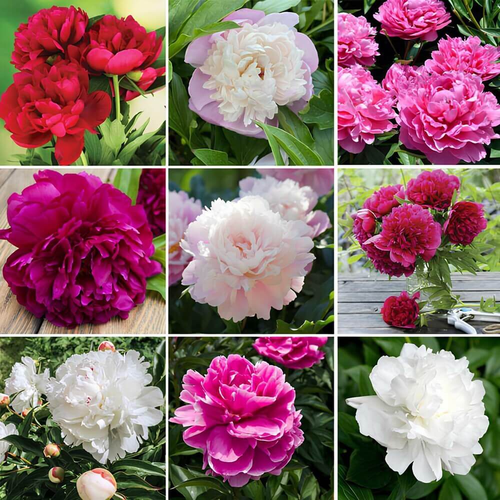 Bi Color Peonies Mixed Colors Peony Seeds | Garden Flower Seeds