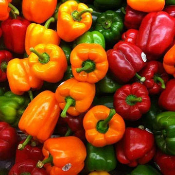 Pepper Seeds – Multi-Colored