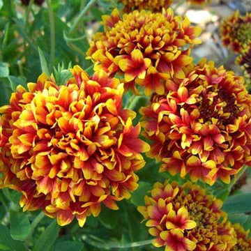 Gaillardia Seeds – Tokajer