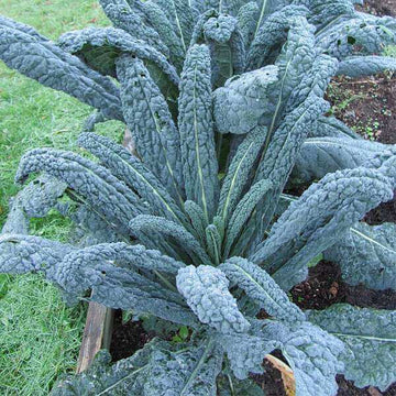Cavolo Nero Kale Seeds – Vegetable Plant
