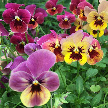 Pansy Seeds – Mixed Perennial Wildflower