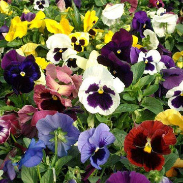 Pansy Seeds – Schweizer Riesen Mix