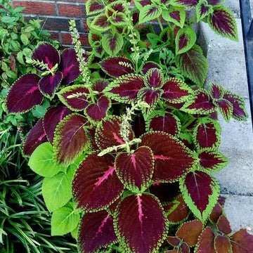 Coleus Seeds – Green Brown