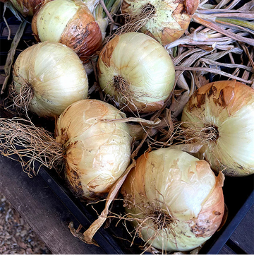 Onion Seeds – Borettana Cipollini