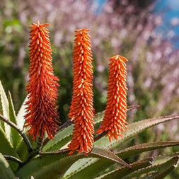 Aloe Ferox Seeds - Herbal Plant