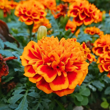 Marigold Seeds – Bonanza Orange