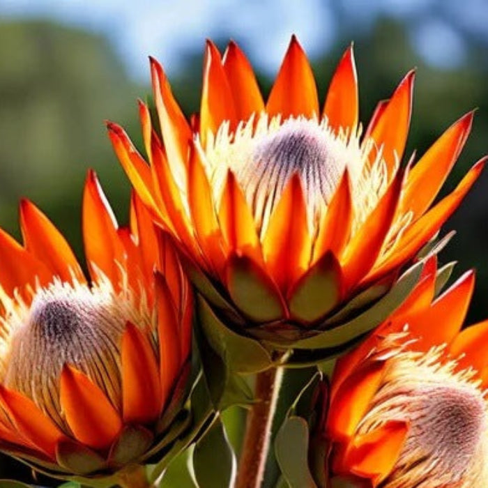orange protea seeds 