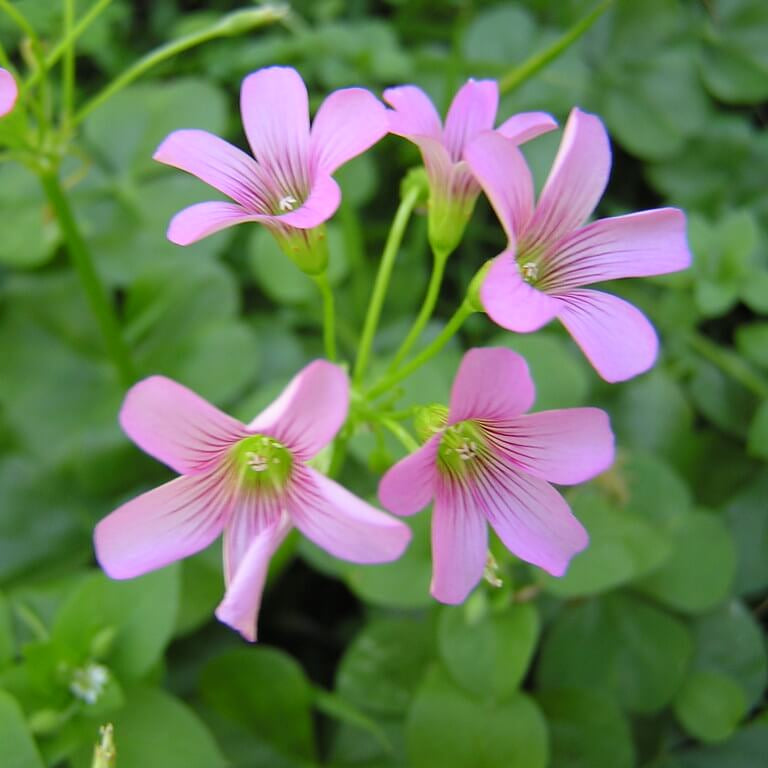 oxalis flower seeds - Corymbosa