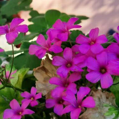 oxalis flower seeds -  Spring