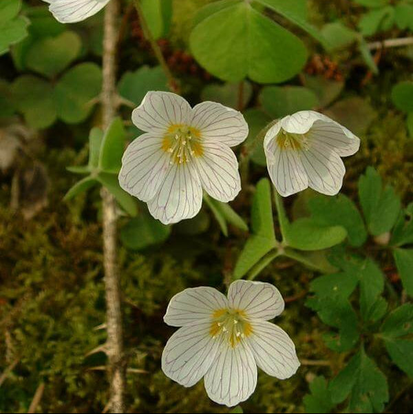 oxalis flower seeds - Acetosella 