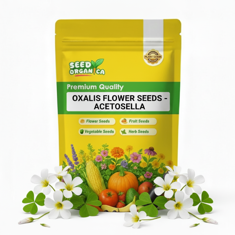 oxalis flower seeds - Acetosella