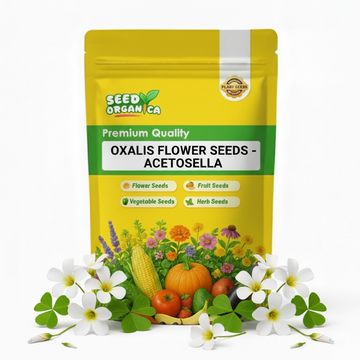 oxalis flower seeds - Acetosella