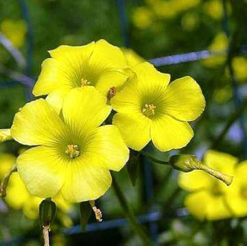 oxalis flower seeds - African
