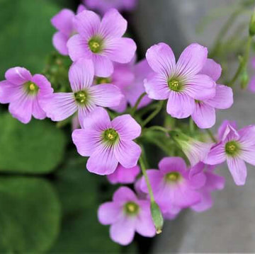 oxalis flower seeds - Corymbosa