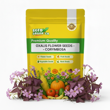 oxalis flower seeds - Corymbosa