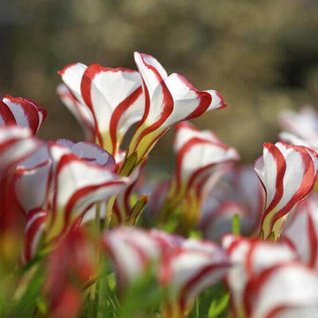oxalis flower seeds - Red Versicolor