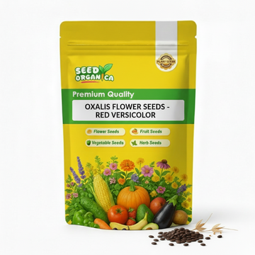 oxalis flower seeds - Red Versicolor