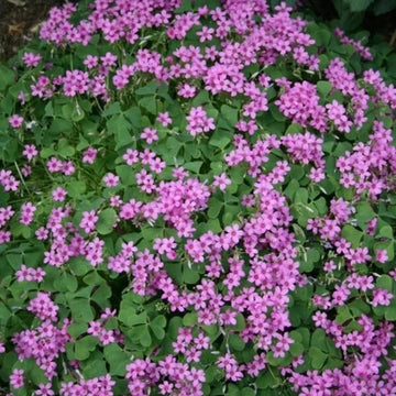 oxalis flower seeds -  Spring