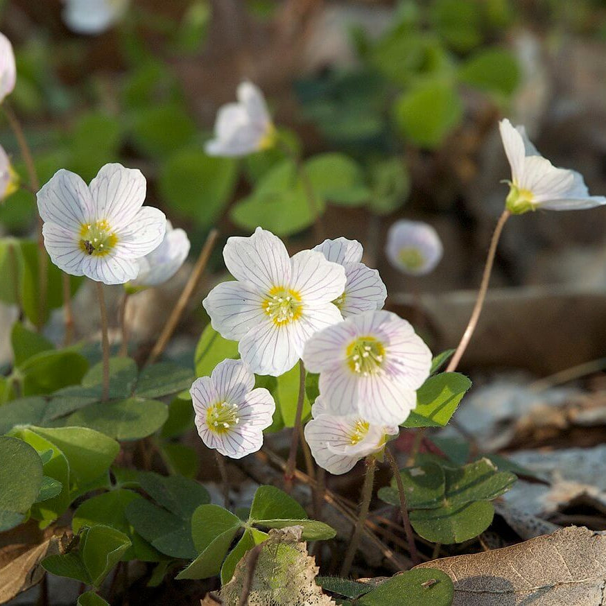 oxalis flower seeds - Acetosella 