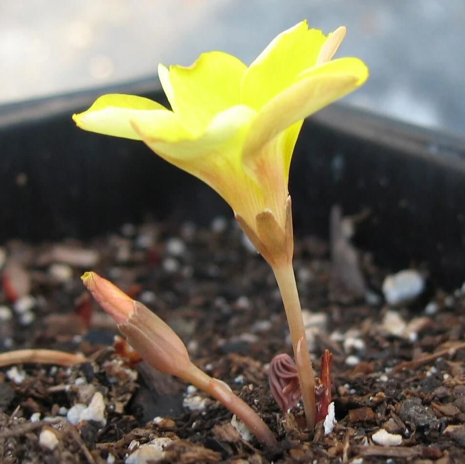 oxalis flower seeds - African