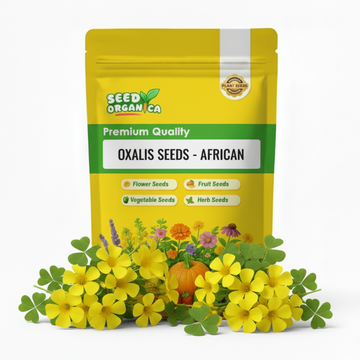 oxalis seeds - African