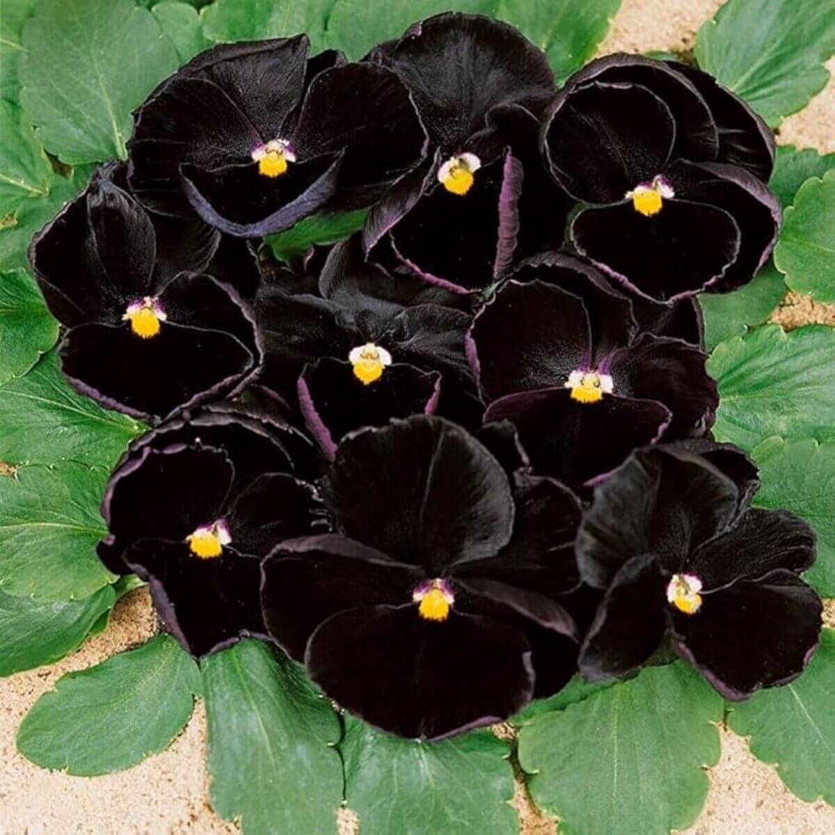 Black Pansy Seeds – Easy Collection
