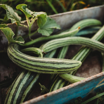 Green Serpent Melon Seeds – Vegetable Plant