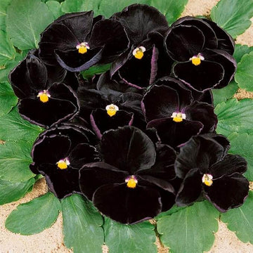 Black Viola Seeds – Flower Plant