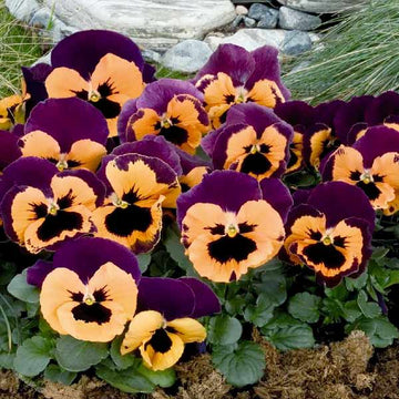 Pansy Seeds – Orange Violet