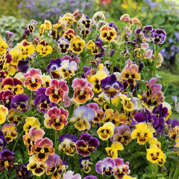 Pansy Seeds – Cottage Essential