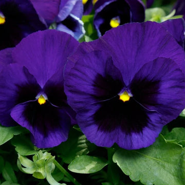 Pansy Seeds – Delta Pre Deep Blue