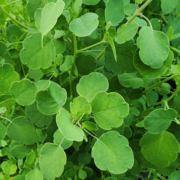 Papalo Seeds – Porophyllum Ruderale