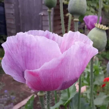 Poppy Seeds – Papaver somniferum