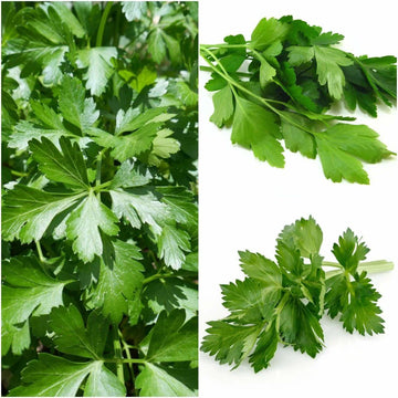 Parsley Seeds – Giant Italian Flat Leaf
