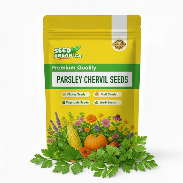 parsley Chervil Seeds