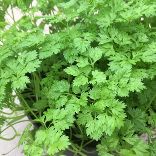  parsley Chervil Seeds – Garden