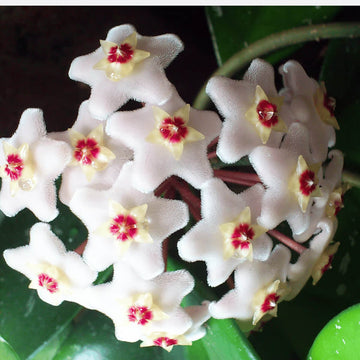 Hoya White Seeds – Wildflower Mix