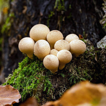 Puffball Mushroom Seeds