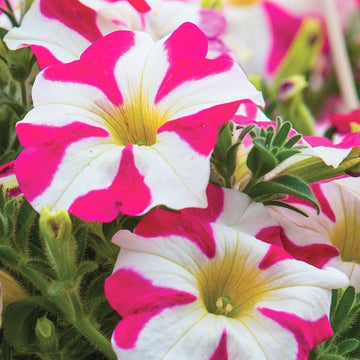 Petunia Seeds – Pink and White