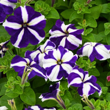 Petunia Seeds – Blue and White