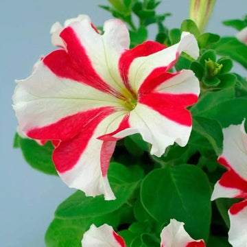Petunia Seeds – Red & White