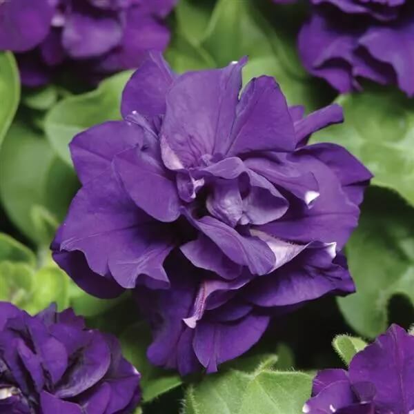 petunia seeds - Blue Double 
