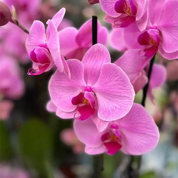 Orchid Seeds – Phalaenopsis