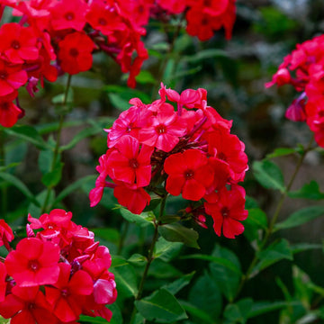 Phlox Seeds - Red