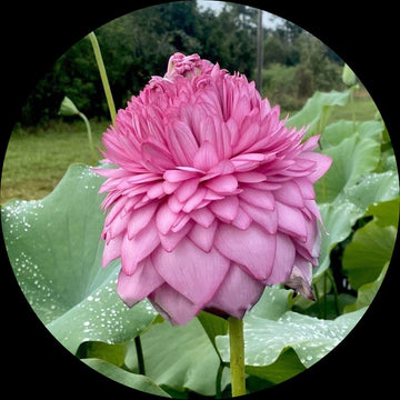 Lotus Seeds - Double Petal