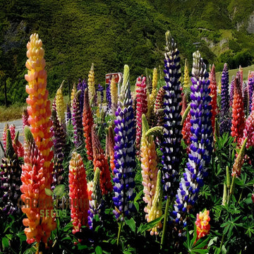 Lupine Seeds – Wildflower Mix