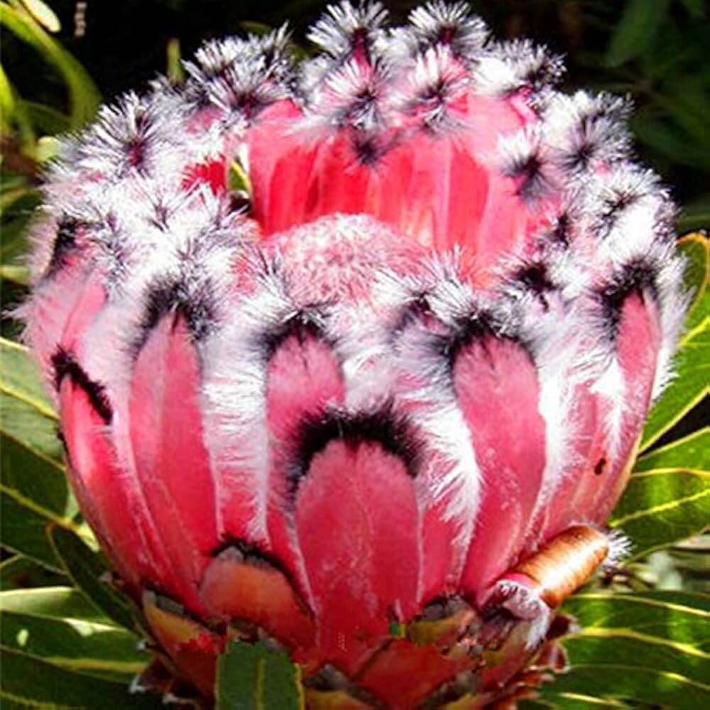 pink protea seeds