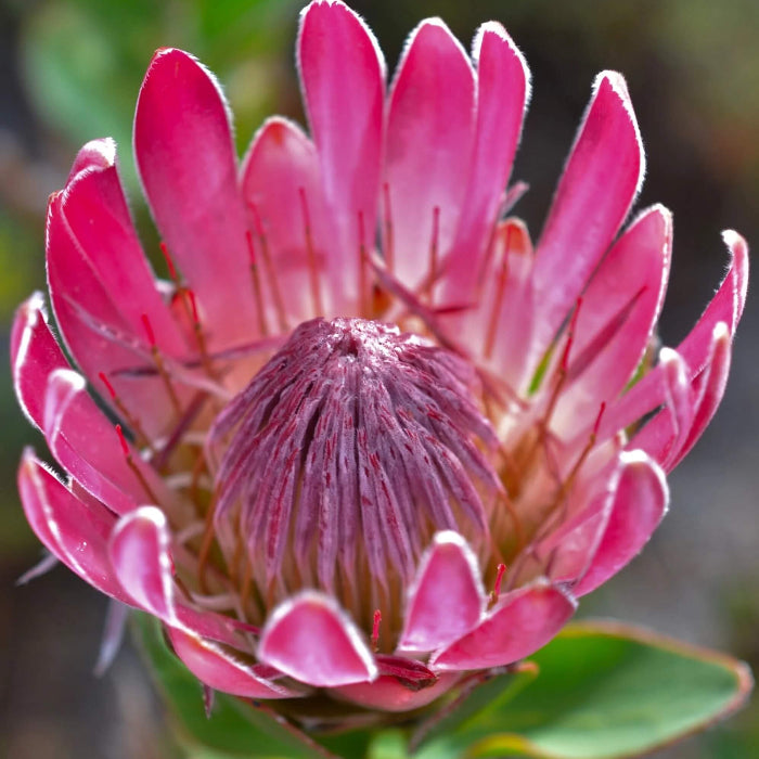 pink protea seeds